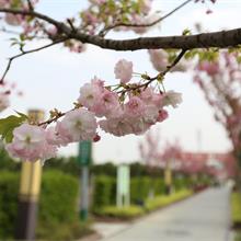 吉園路風(fēng)景